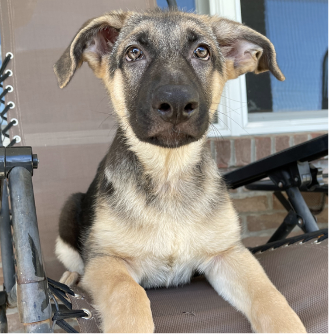 comprar cachorros sanos, baratos y asequibles para la venta